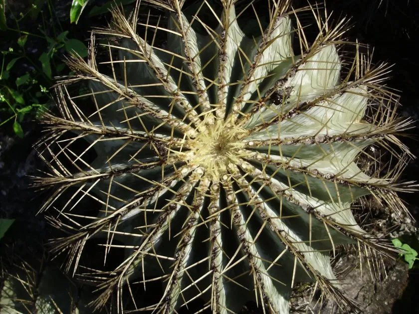 Ferocactus glaucescens