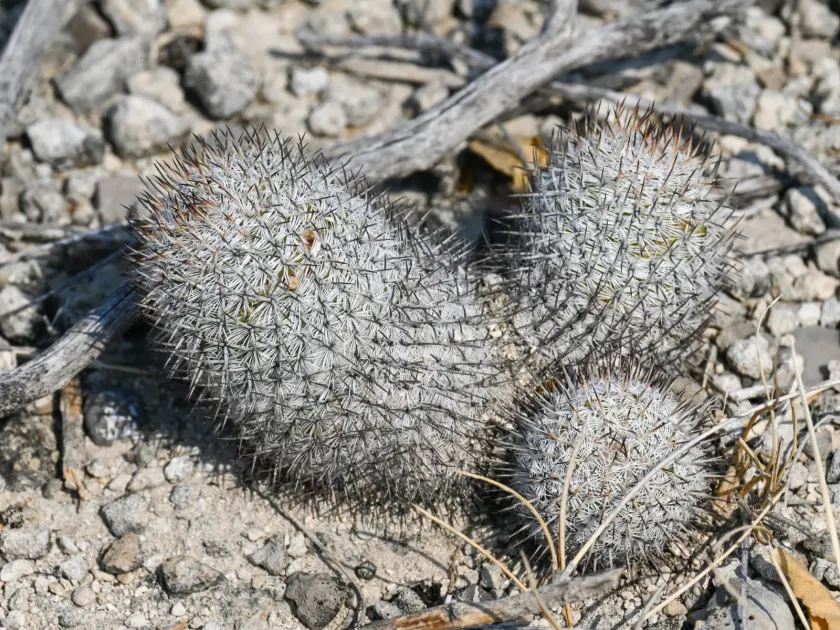 Mammillaria haageana