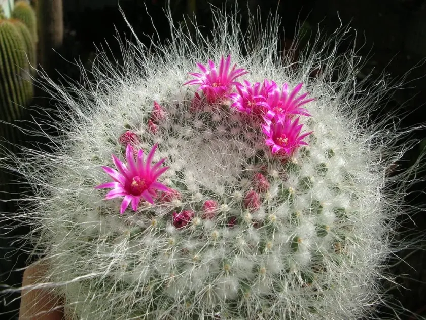 Mammillaria hahniana