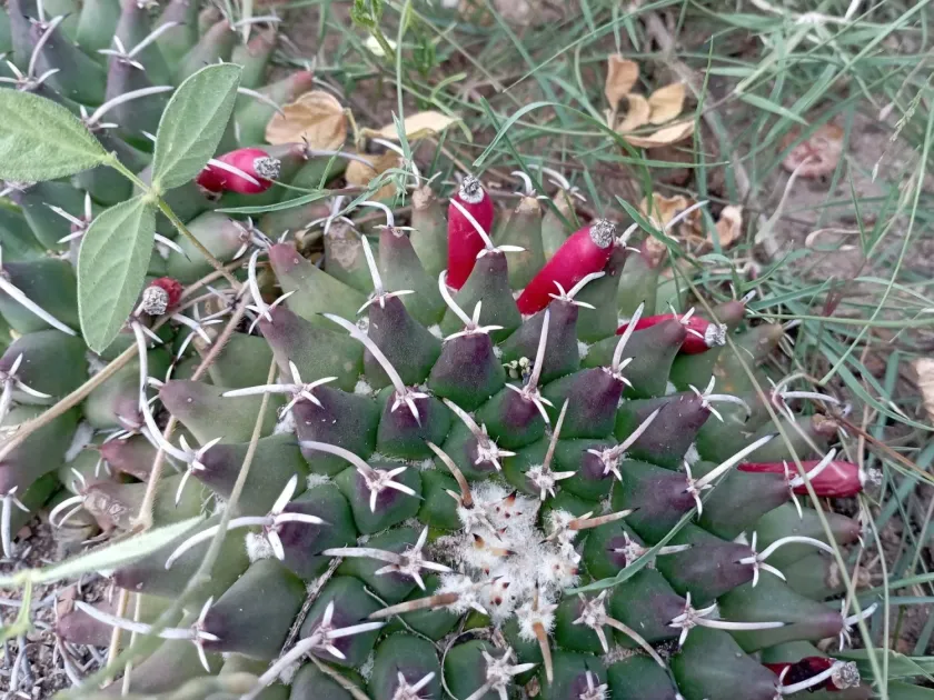 Mammillaria magnimamma