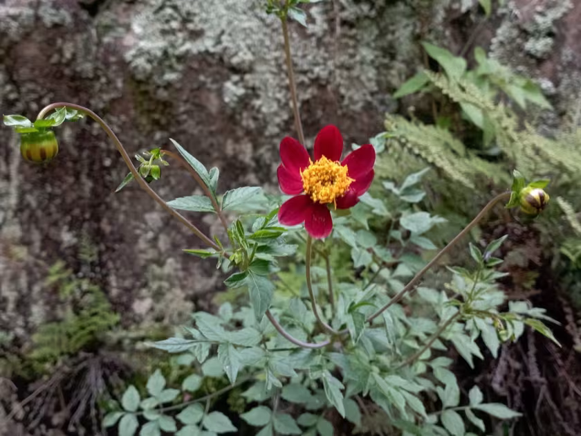 Scarlet dahlia