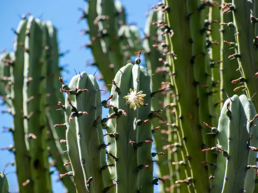 Myrtillocactus geometrizans
