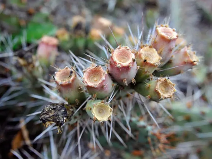 Opuntia curassavica