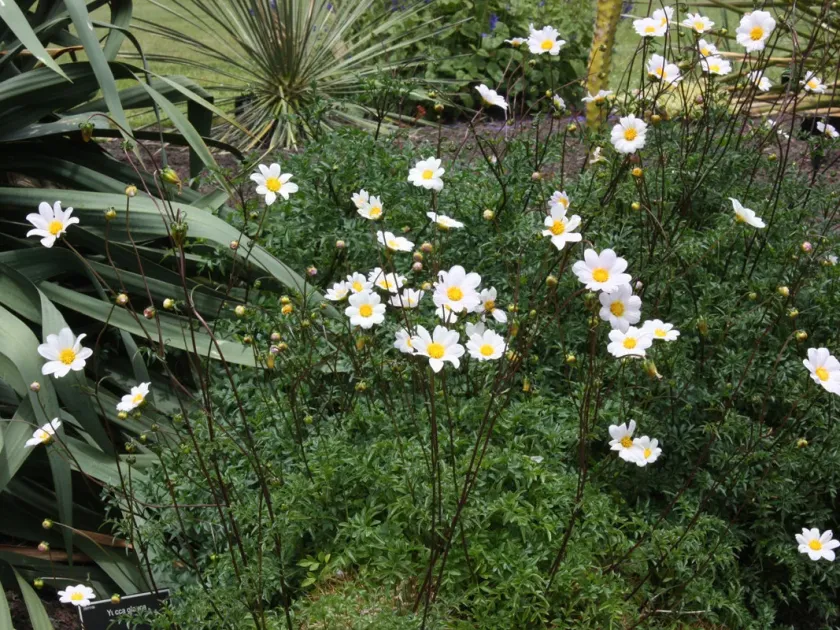 Dissected dahlia
