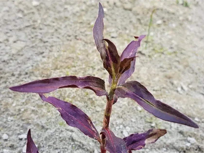 Alternanthera reineckii
