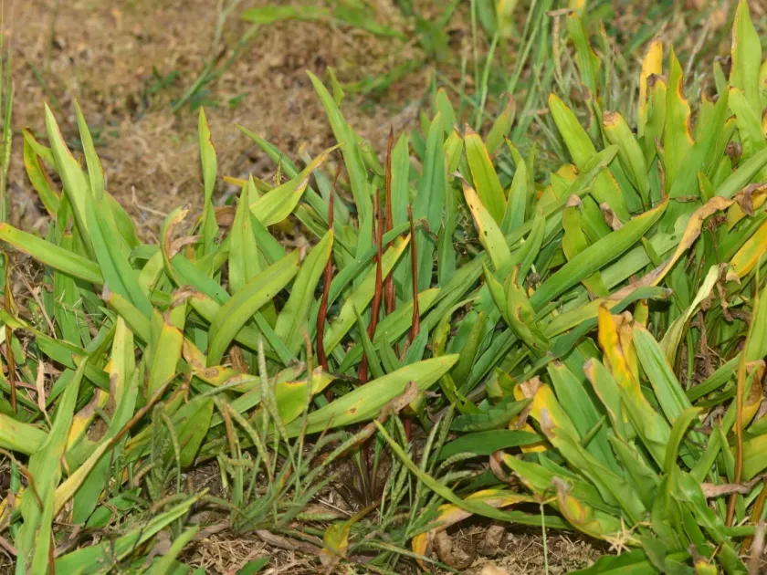Cryptocoryne spiralis