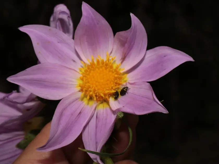 Rock Dahlia
