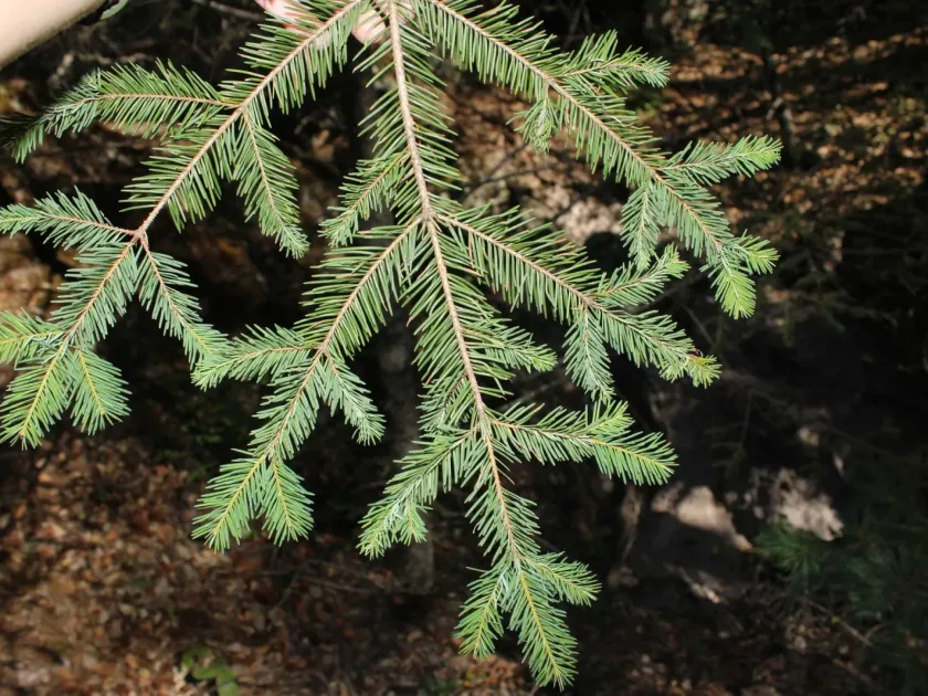 Durango fir
