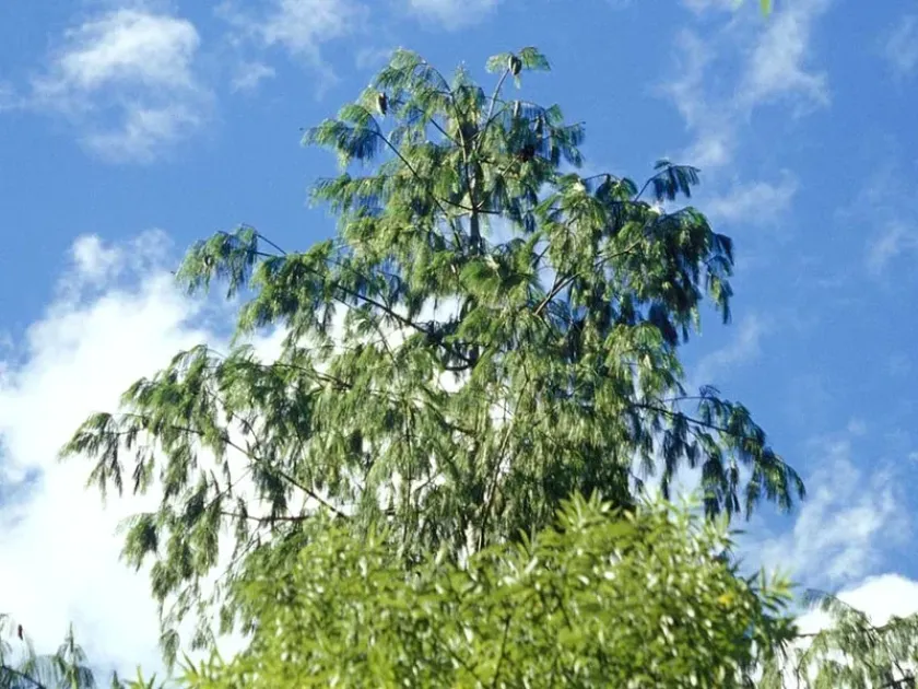 Модрина прекрасна