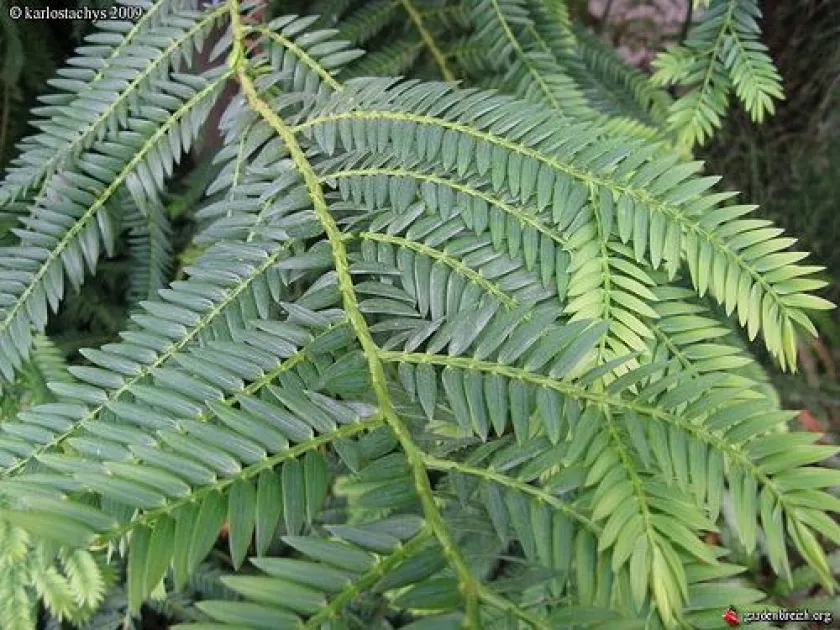 Fiji Yew
