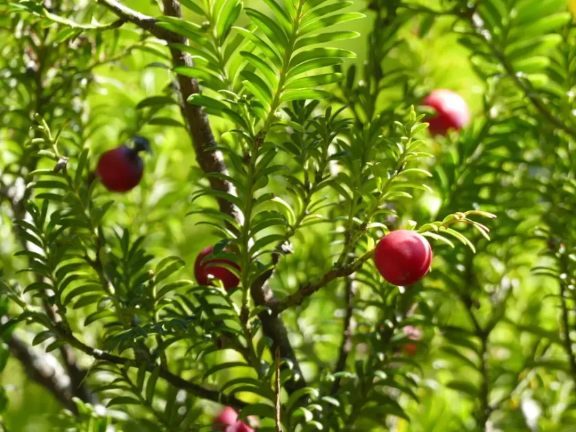 Prumnopitys ferruginoides