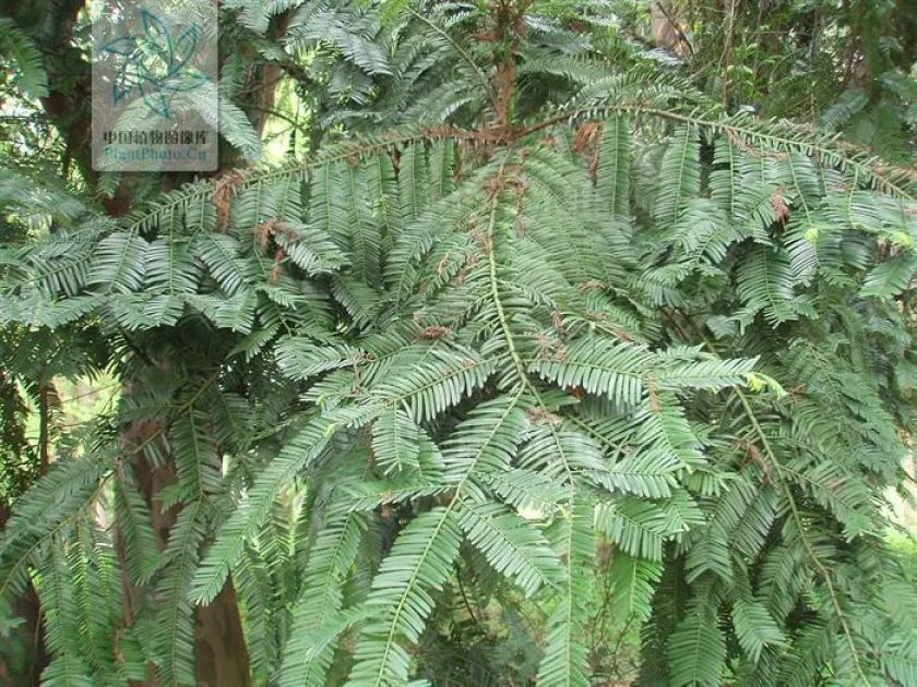 Hainan plum yew