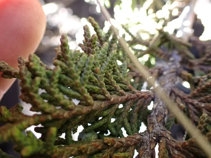 Mountain juniper