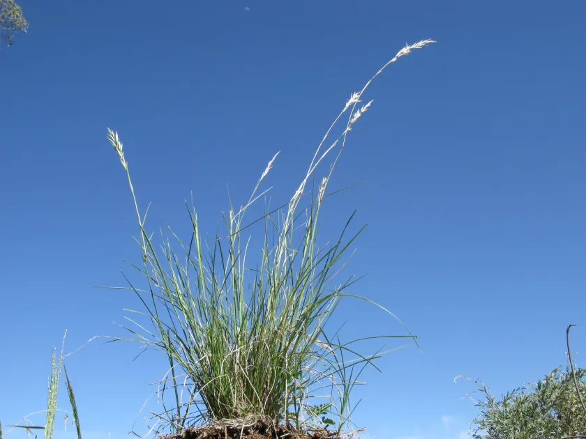 Danthonia linkii