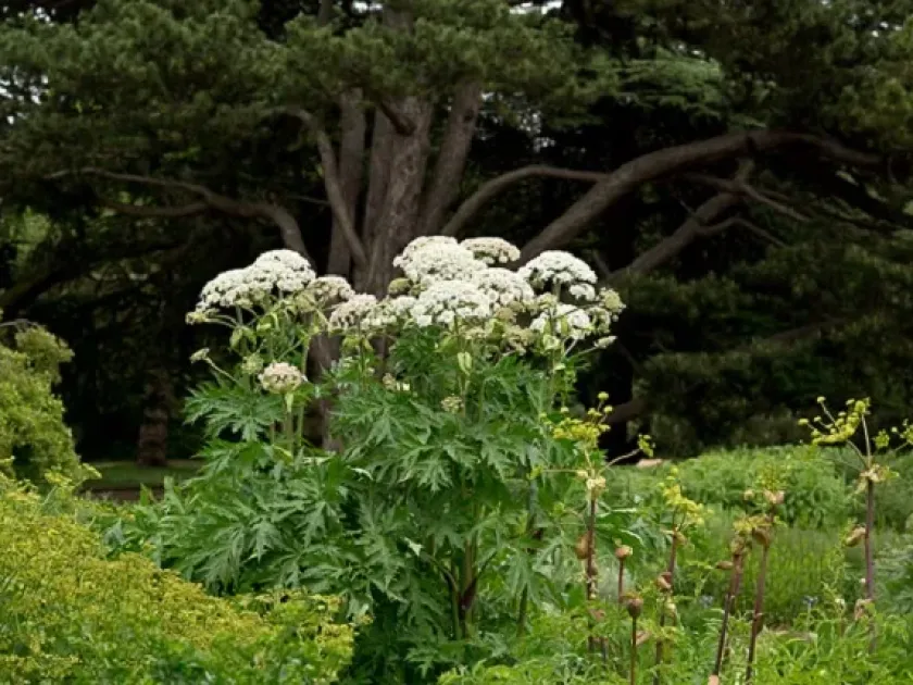 Lehmann's Cow Parsnip