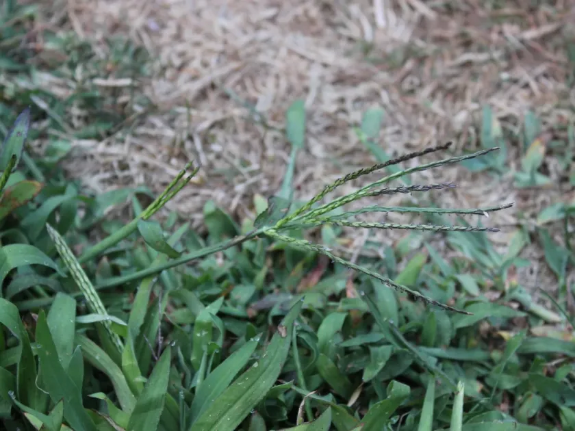 Large crabgrass