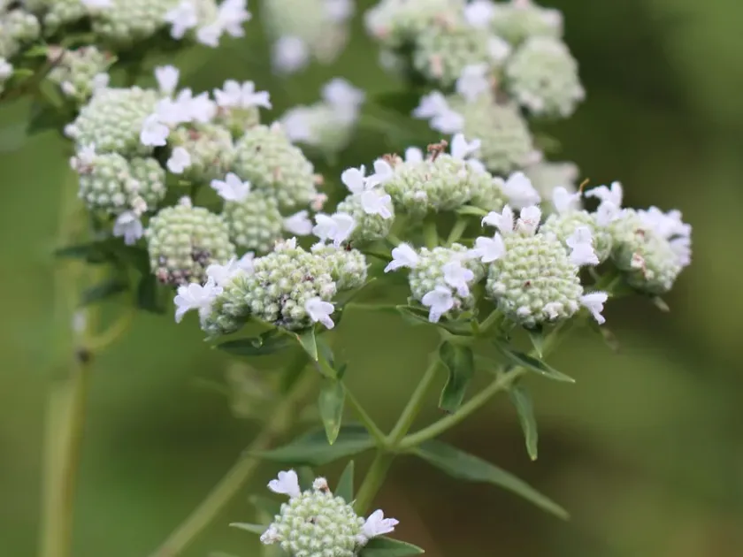 Whorled mountain mint