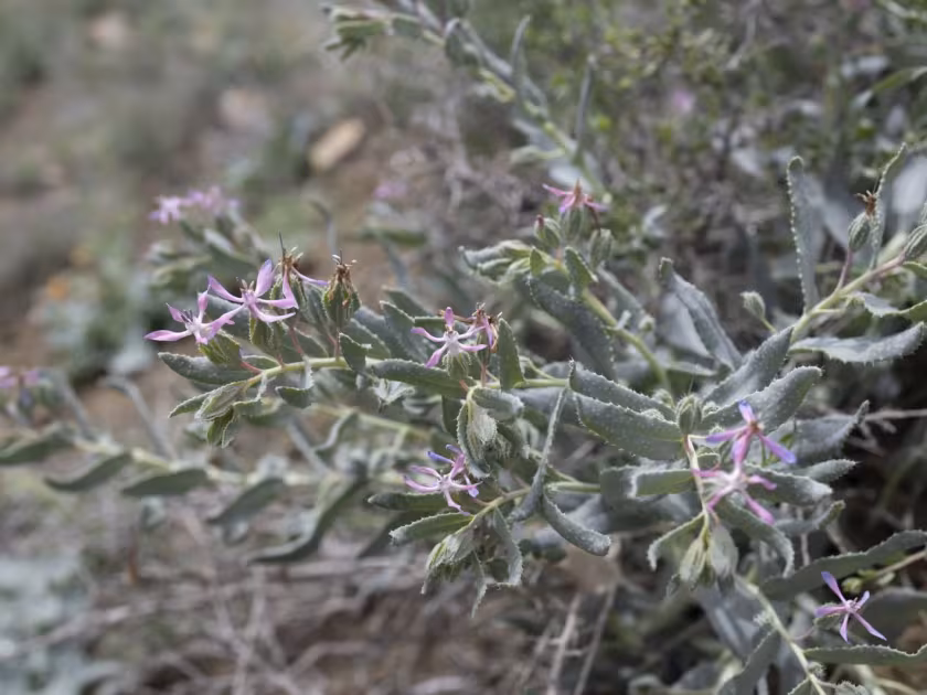 Caccinia macranthera