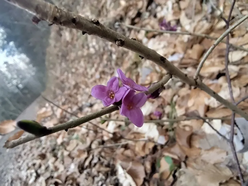 Вовчеягідник звичайний