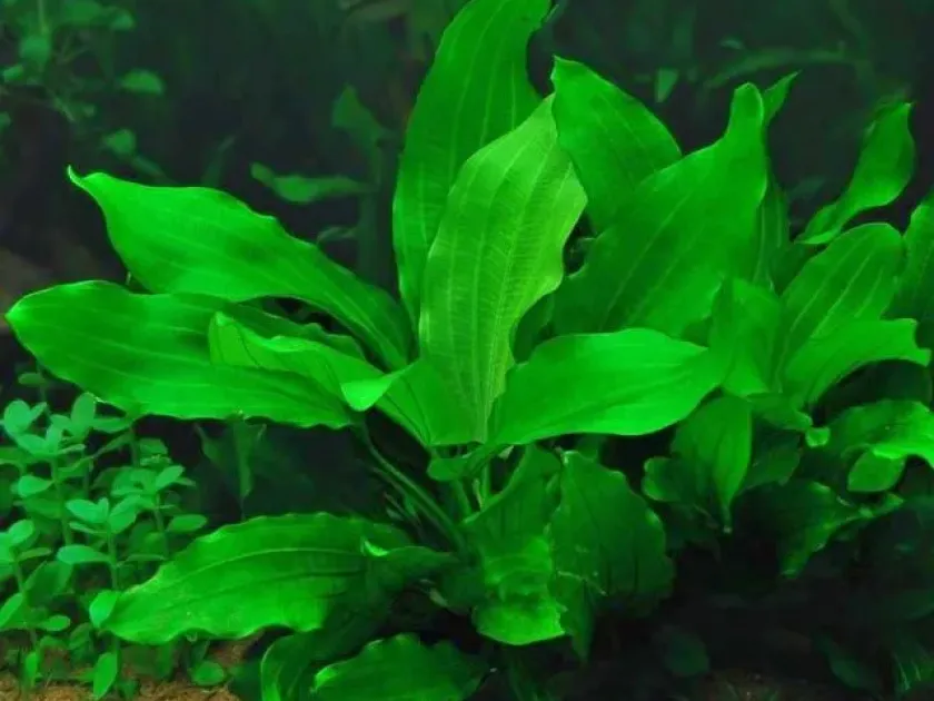 Gabriel's Echinodorus