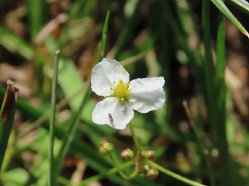 Helanthium tenellum