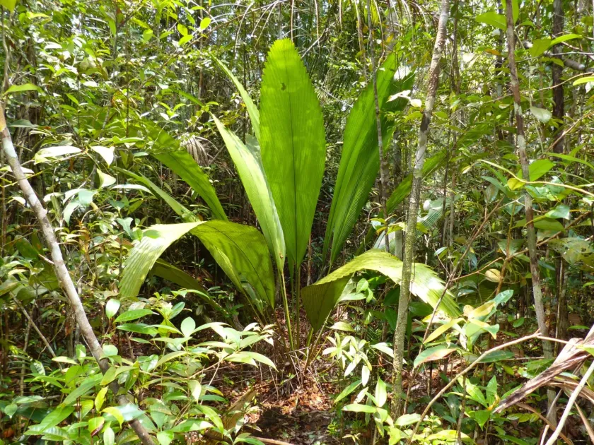 Johannesteijsmannia altifrons
