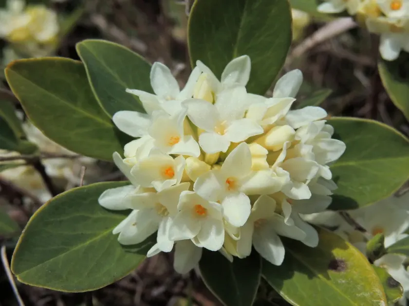 Burkwood daphne