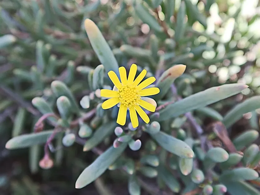 Othonna capensis