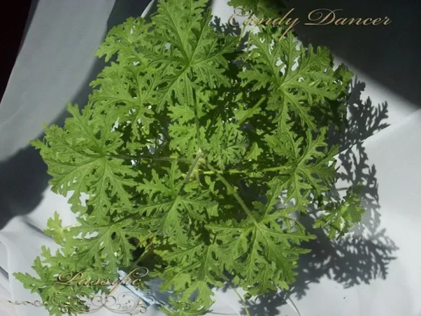 Nutmeg scented geranium