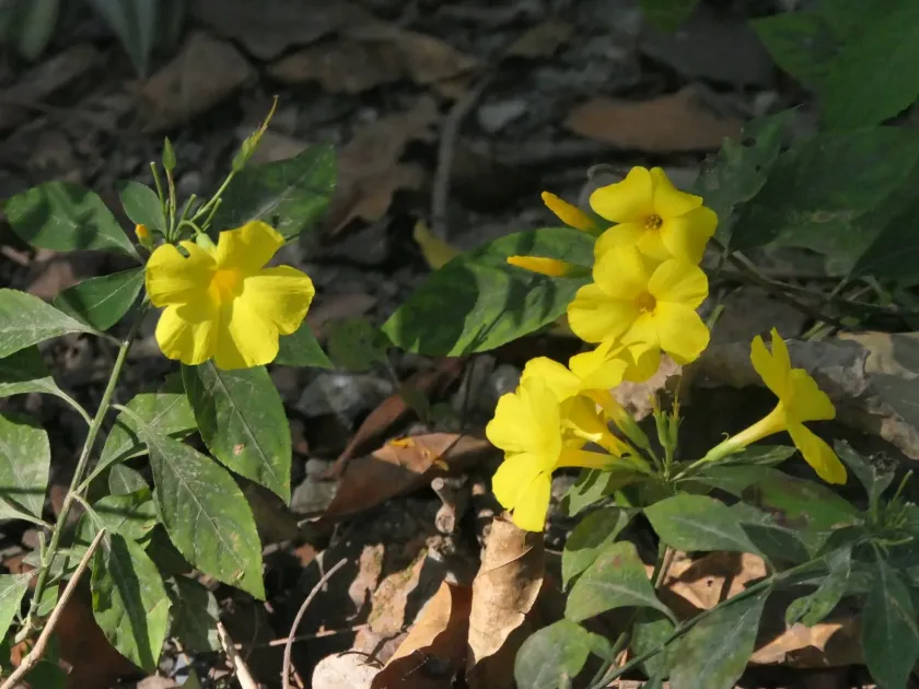 Yellow flax