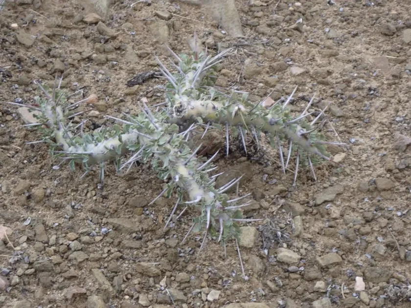 Monsonia crassicaulis