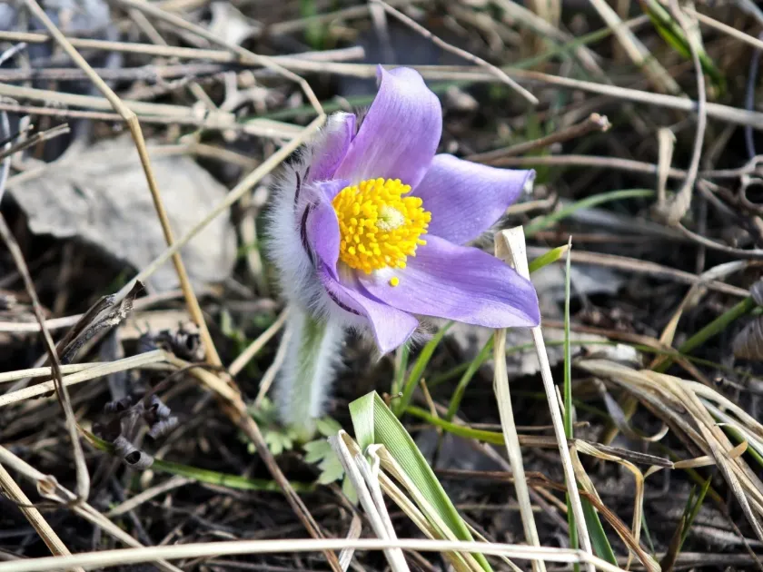 Eastern pasqueflower