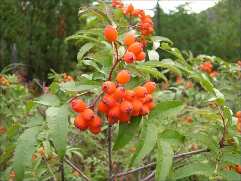 Turkestan mountain ash
