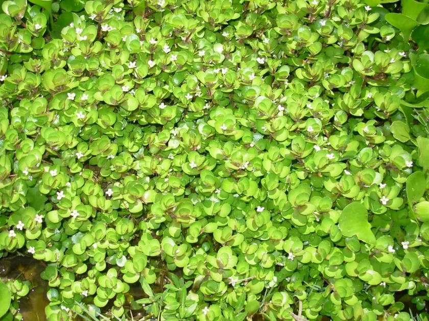 Bacopa repens