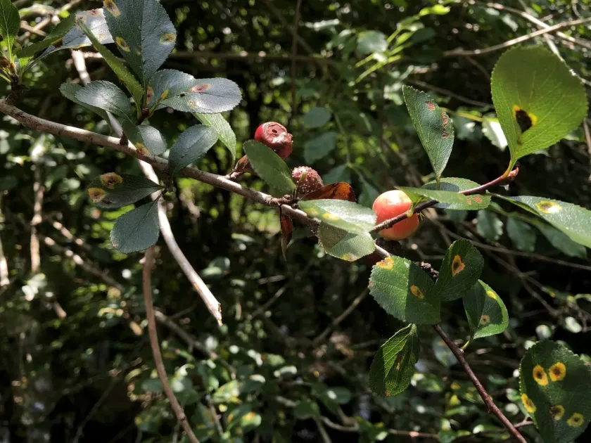 Mayhaw
