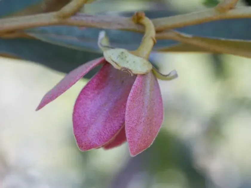 Duguetia odorata