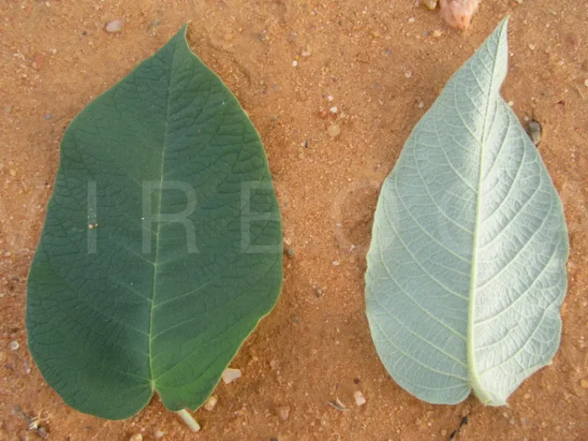 Croton sonderianus