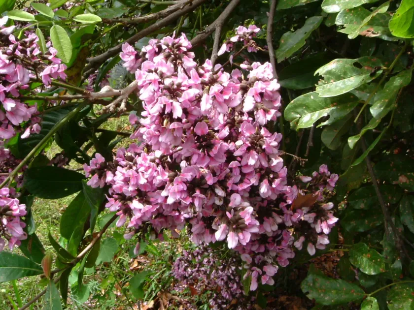 Andira surinamensis