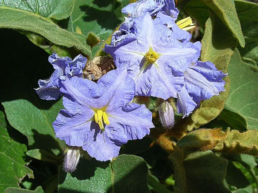 Rough nightshade