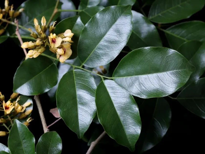 Pterocarpus rohrii