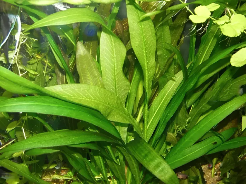 Amazon sword plant