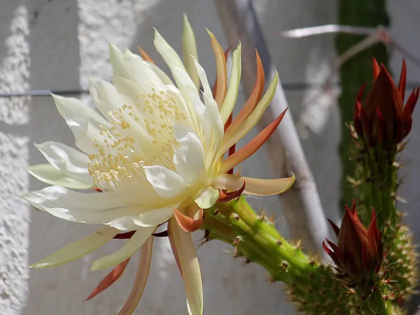 Yellow dragon fruit