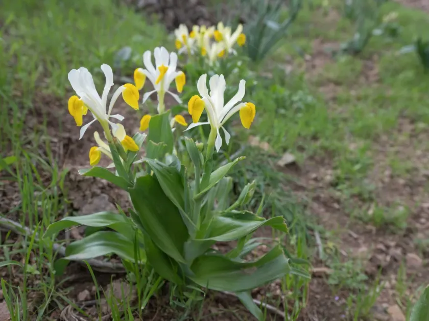 Bukhara Iris