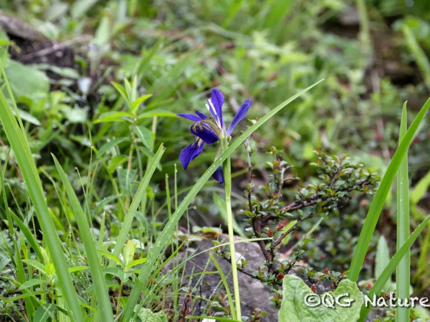 Gold-veined iris