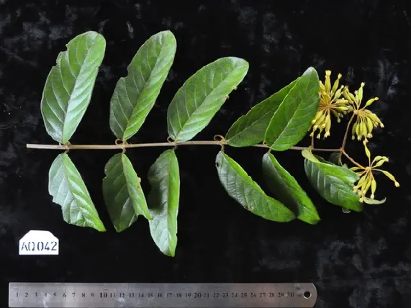 Uncaria pedicellata