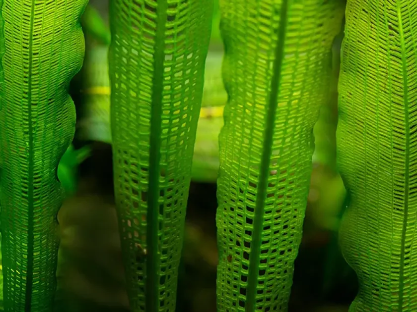 Aponogeton madagascariensis