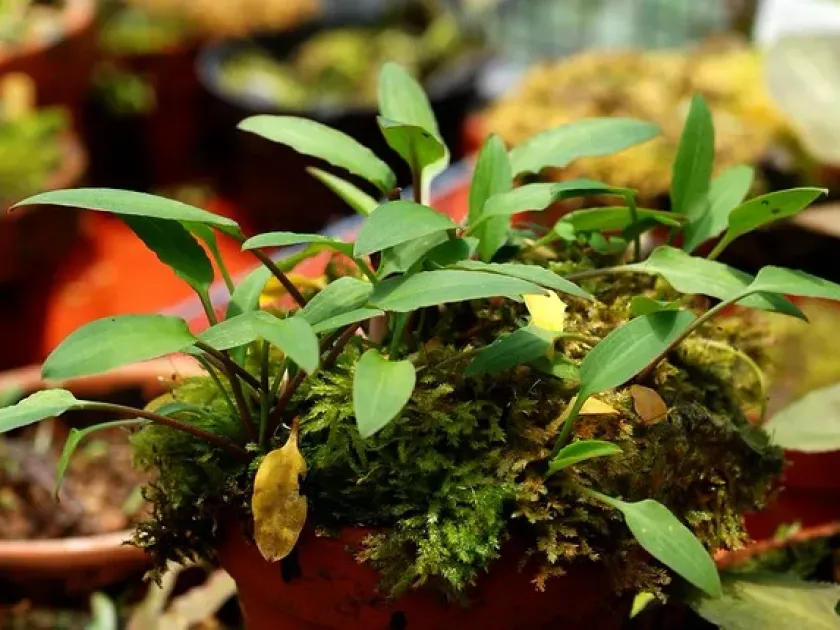 Cryptocoryne willisii