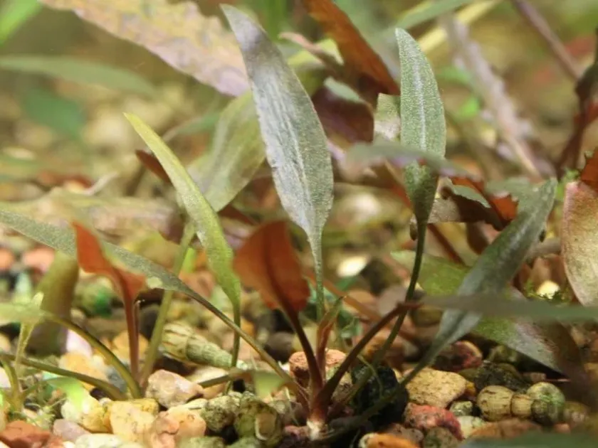 Cryptocoryne walkeri