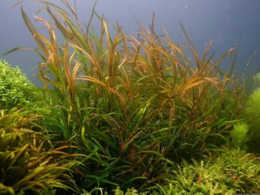 Potamogeton gayii