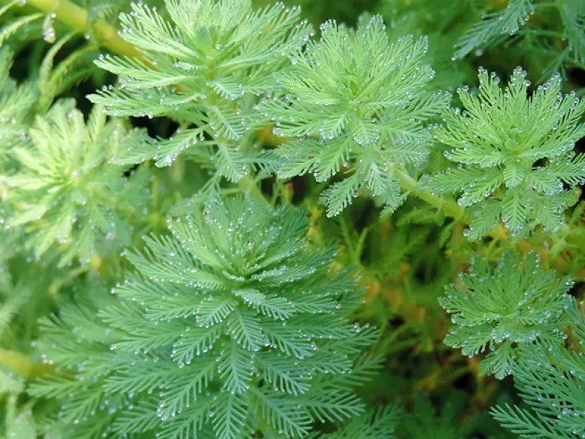 Myriophyllum mattogrossensis
